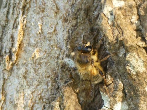 Criorhina sp.